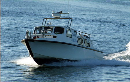 Vargvik utanf�r S�derviken, Orn� 2005-07-04