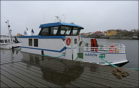 H�r�n vid Kyrkesund, Tj�rn 2015-04-15