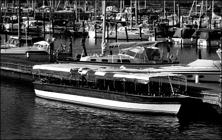 Laxen i Sk�lderviken, �ngelholm 1997-06-28